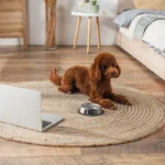 Fotografía de un perrito sentado en una de las alfombras para mascotas que brinda Canetcam