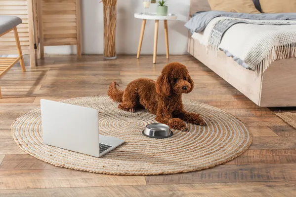 Fotografía de un perrito sentado en una de las alfombras para mascotas que brinda Canetcam